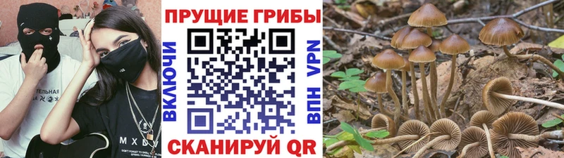 купить наркоту  Ставрополь  Псилоцибиновые грибы Magic Shrooms 